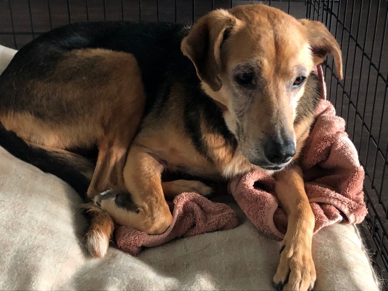 今預かっているGarnet。皮膚炎があって、毎日のお薬とこまめなお風呂が欠かせません