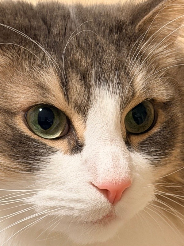 ズームしてもこの通り！ 美しさが際立つkiriくん（画像提供：kiriくん）