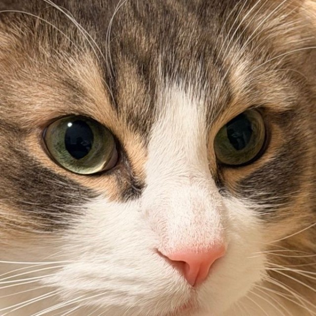 ズームしてもこの通り！ 美しさが際立つkiriくん（画像提供：kiriくん）