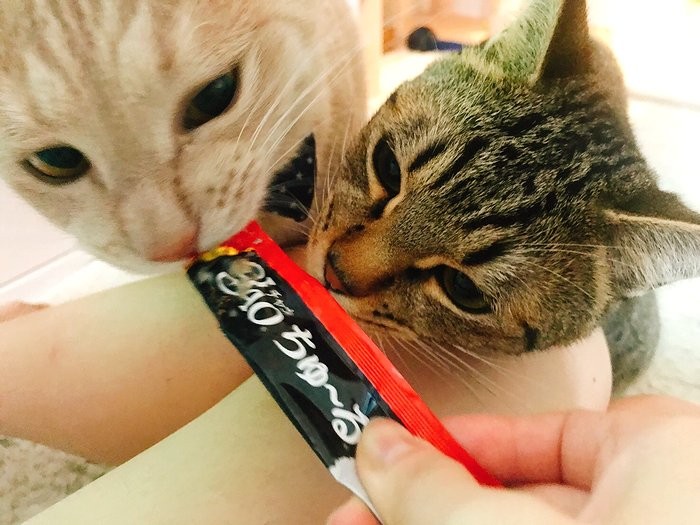 同居しているキジトラ猫のとらくんと、仲良くおやつタイム