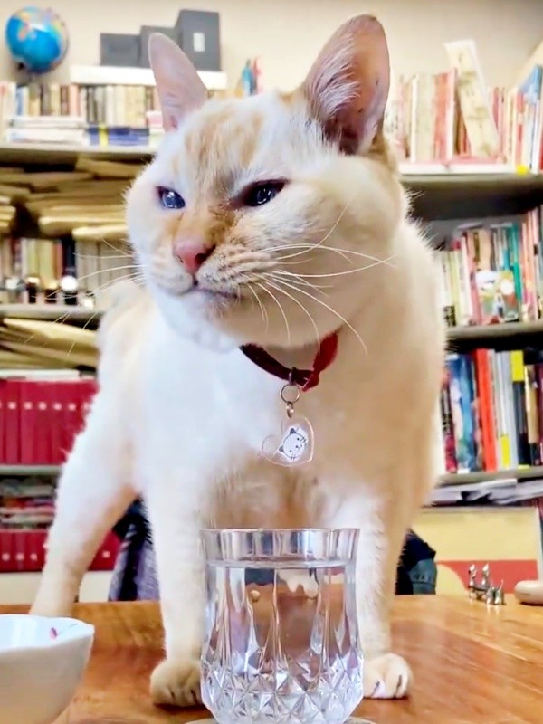 21歳の誕生日を迎えたチャーリーくん（画像提供：half&herbさん）