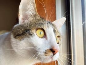 MIX猫の「琥珀」は外を見るのが大好き！　真剣にキャットタワーからニャルソック中