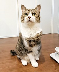 3本足でも元気いっぱい！ イケニャンへと成長したまめたろくん（画像提供：まめたろさん）