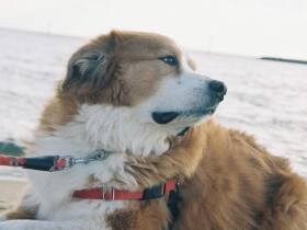 冬の海沿いを軽やかに冒険！　寒い季節が大好きなMIX犬「八七」　