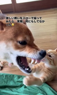 一方、牙が見えるほど口を大きく開けるちゃまるちゃん（画像提供：@chamaru0617さん、Instagramよりキャプチャ撮影）