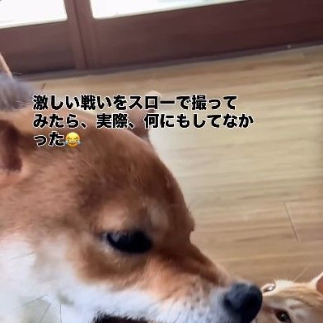 一方、牙が見えるほど口を大きく開けるちゃまるちゃん（画像提供：@chamaru0617さん、Instagramよりキャプチャ撮影）