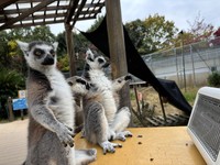 国宝級のかわいさ　写真提供：日本モンキーセンター