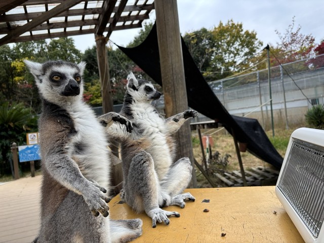 国宝級のかわいさ　写真提供：日本モンキーセンター