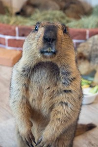 二本足で直立する姿が人間っぽく、とぼけた表情もなんとも言えない