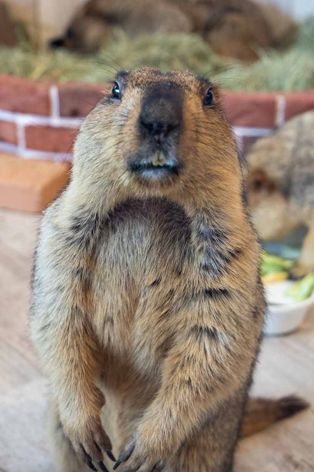 二本足で直立する姿が人間っぽく、とぼけた表情もなんとも言えない