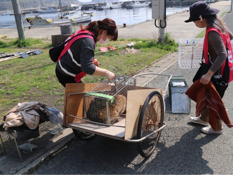 福岡県の相島。ボランティアが１日で100匹以上の猫を捕獲（どうぶつ基金提供）