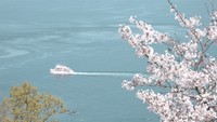 女木島の桜を楽しむのは3日までがおすすめです。