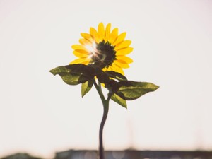 峯岸みなみに出会ってから10年、今も変わらない熱量で応援している