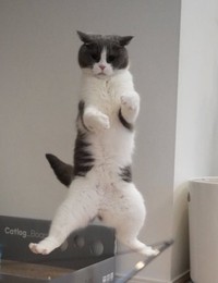 飼い主さん泣かせの「高度なかくれんぼ」と、猗窩座の「術式展開」風ポーズは得意なんです（画像提供：コテツとまるさん）