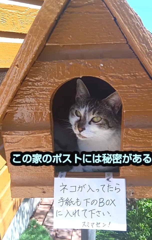 ポストに猫ちゃんが入っている…なぜ？（「ネコ大大好き」さん提供、Instagramよりキャプチャ撮影）