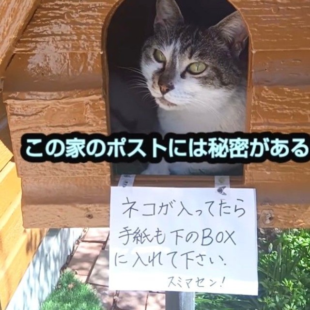 ポストに猫ちゃんが入っている…なぜ？（「ネコ大大好き」さん提供、Instagramよりキャプチャ撮影）