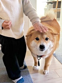 コンソメくんをなでなでする息子さん（画像提供：ポメ柴コンソメ 3歳さん）