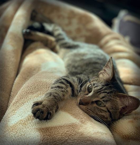 ゆずもすずも、アパートの通風口からきました。じつは、ゆず、すずのほかにもう１匹きょうだいがいて、その子も後から保護され、幸せになりました。みんなよかったね！（石川さん提供）