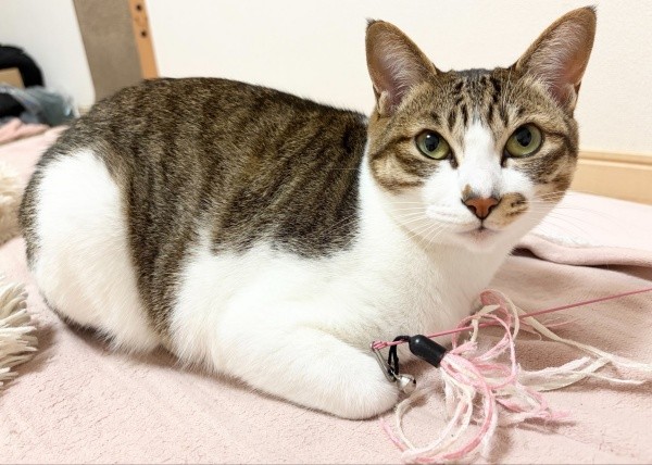 スマホを見ている飼い主さんをじっと見つめる日咲ちゃん（画像提供：このりんぴっくさん）