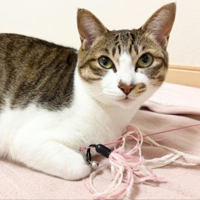 スマホを見ている飼い主さんをじっと見つめる日咲ちゃん（画像提供：このりんぴっくさん）