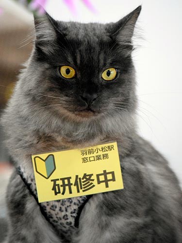 乗降客をみつめるしょこら