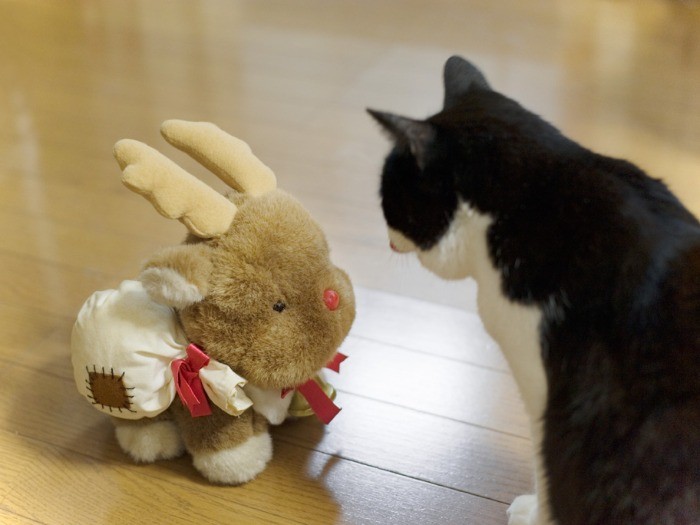 「せっかく来たのにもう帰っちゃうの？」（小林写函撮影）