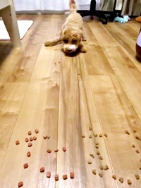 今か今かとご飯を待つたむくん（画像提供：たむさん） ※無断転載禁止