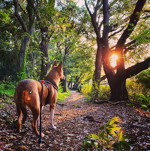朝日を浴びながら散歩をするのはこれまでも、これからもかわらない日課