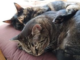 猫に向かって「ニャー！」　猫バカっぷりは愛の深さの証し？