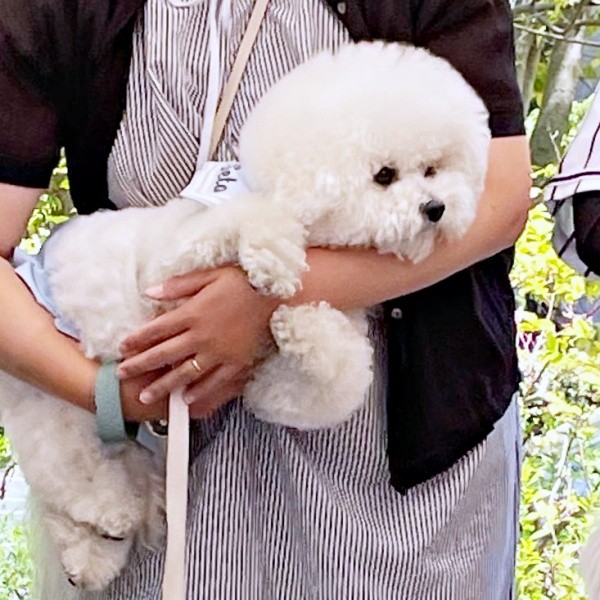 外では人見知り発動！？ 飼い主さんの手をぎゅっとにぎるせとくん（画像提供：せとくん（画像提供：せとくん）