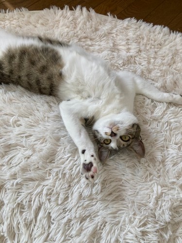 のびのび～。なずなのへそ天（吉留さん提供）