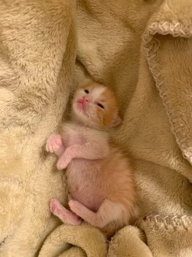 家にきたころの「レンジィ」