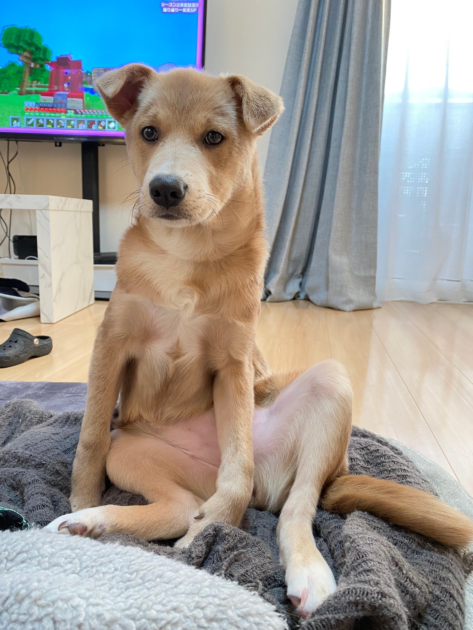 うちの犬は天才、オジサンみたいな座り方するけど」人間顔負けの姿に