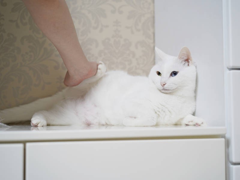 触らせてくれ……ているようで、くれてない（笑）（sangorukaさん提供）