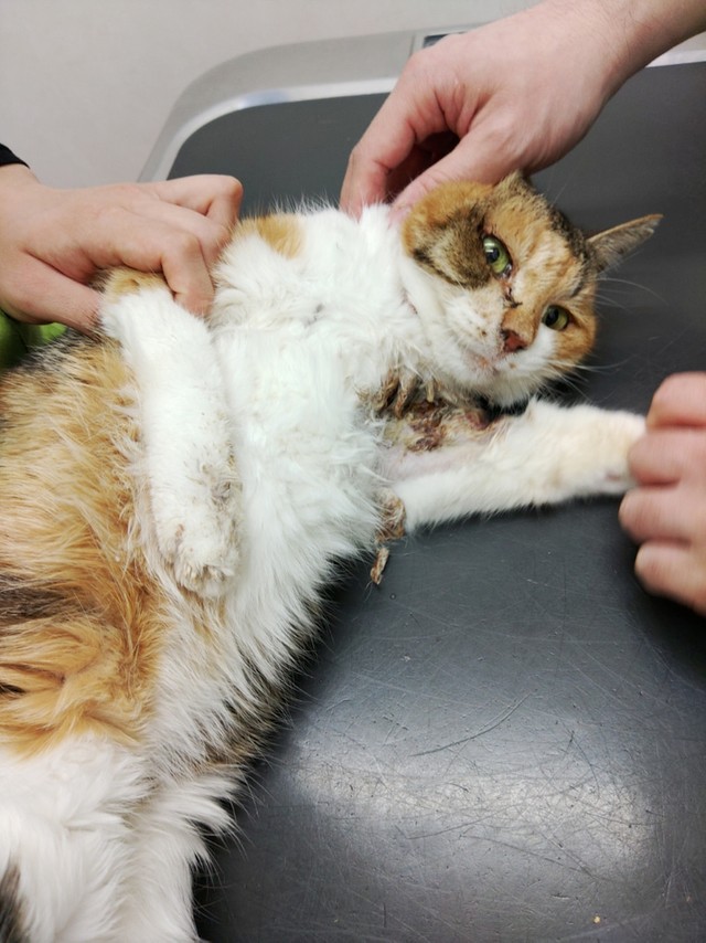 乳がんが判明。皮膚にもがんが転移していた（海老塚さん提供）