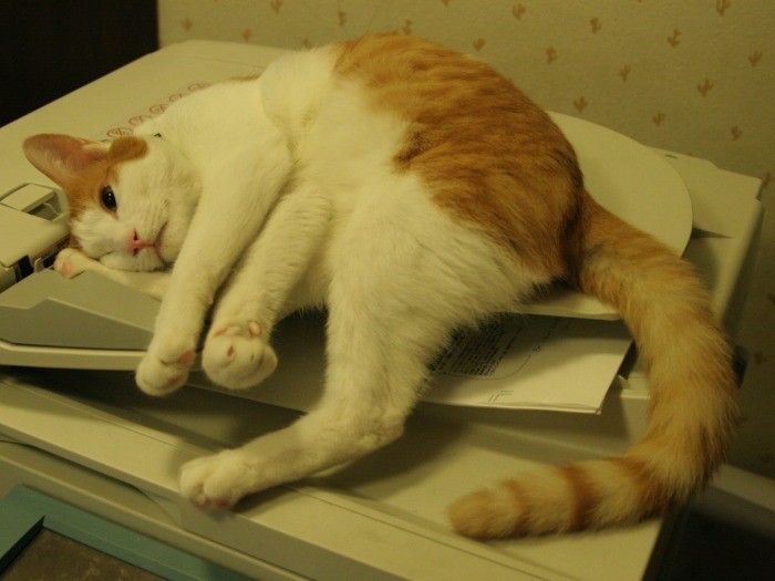 仕事部屋のコピー機が大好き。猫のせいで何度紙詰まりを起こしたことか