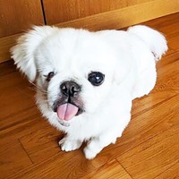 ネリちゃんは比較的早い段階で幸せを掴むことができました