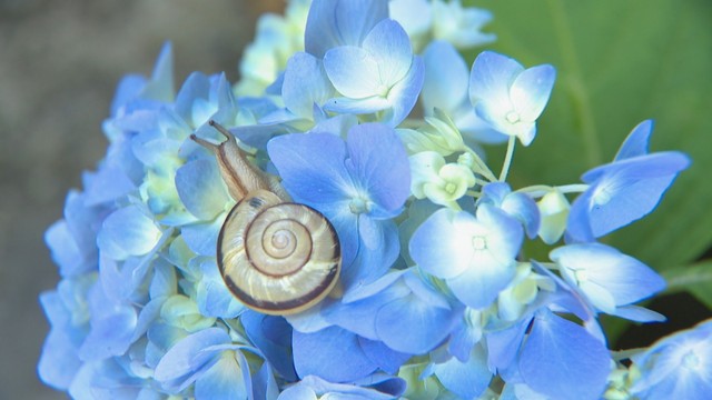 なぜカタツムリがいるの？名前の由来は？雨が似合う花「アジサイ」にまつわる疑問【みんなのハテナ】