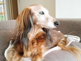 ステキな笑顔で入院中の知人を励ました　ダックス「ミクロ」、もうすぐ15歳！