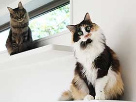 お仕事いってらっしゃい！三毛猫「ビビ」とキジの「ラッキー」　