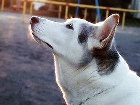 ２０１８横顔がかわいいで賞　保護犬の「パンナ」