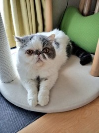 キャットタワーの下でくつろぐ姿。テーブルより高いところにも上れないよう、物を置いているという