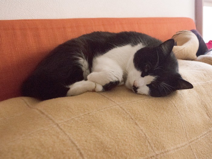 カメラのシャッター音で目をさます（小林写函撮影）