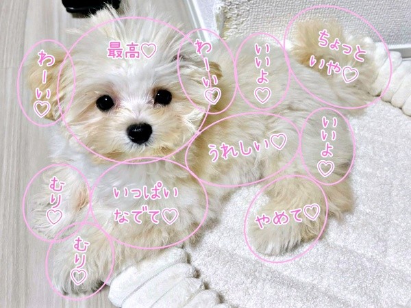 ぽてとくんの「おさわりマップ」（画像提供：マルプーのぽてとさん）