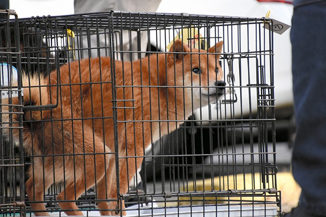 Shiba inu police store dog