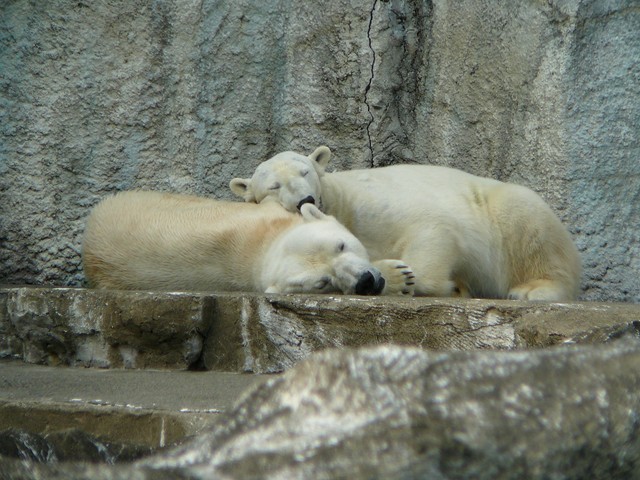 かつてのパートナー「ジェンソン」とバフィン（浜松市動物園提供）