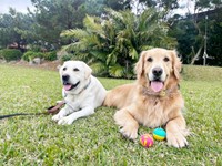 散歩中、楽しそうに笑みを浮かべるベニーくん（左）とハリーくん（右）（画像提供：ハリーさん）