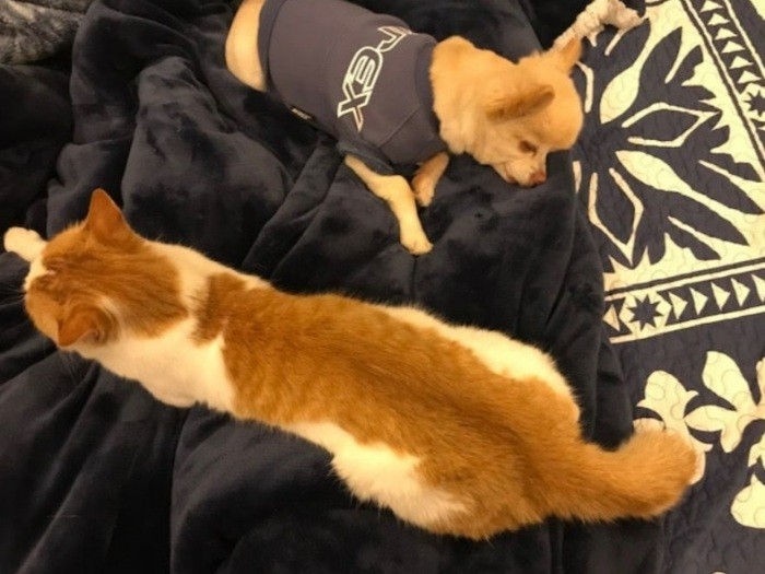 気づいたらそばにいたりして