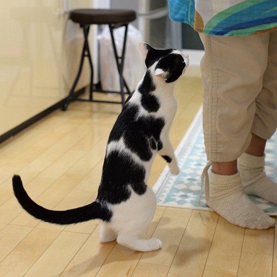 金子さんにしらすをおねだりするパン（金子さん提供）