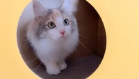 飼い主さんによると「遊んだり寝たり気に入ってるご様子」とのこと（画像提供／ほたてさん）